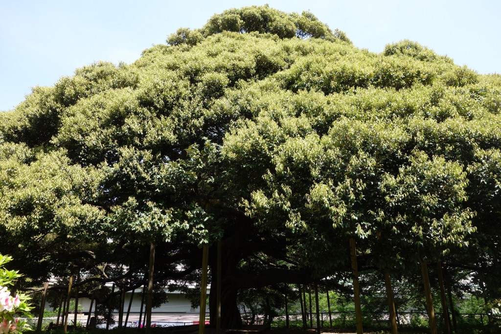 樹齢250年以上と云われる御神木「スダジイ」